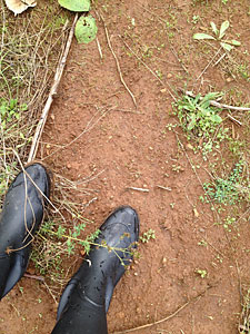 DundeeHillsRedSoilJaySomers.jpg
