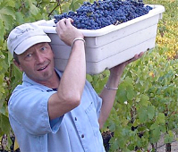 Guy Davis, Winemaker