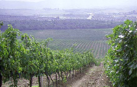 Poggio la Mozza Vineyard